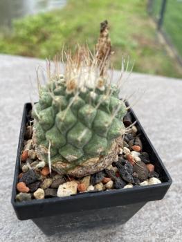 Strombocactus disciformis